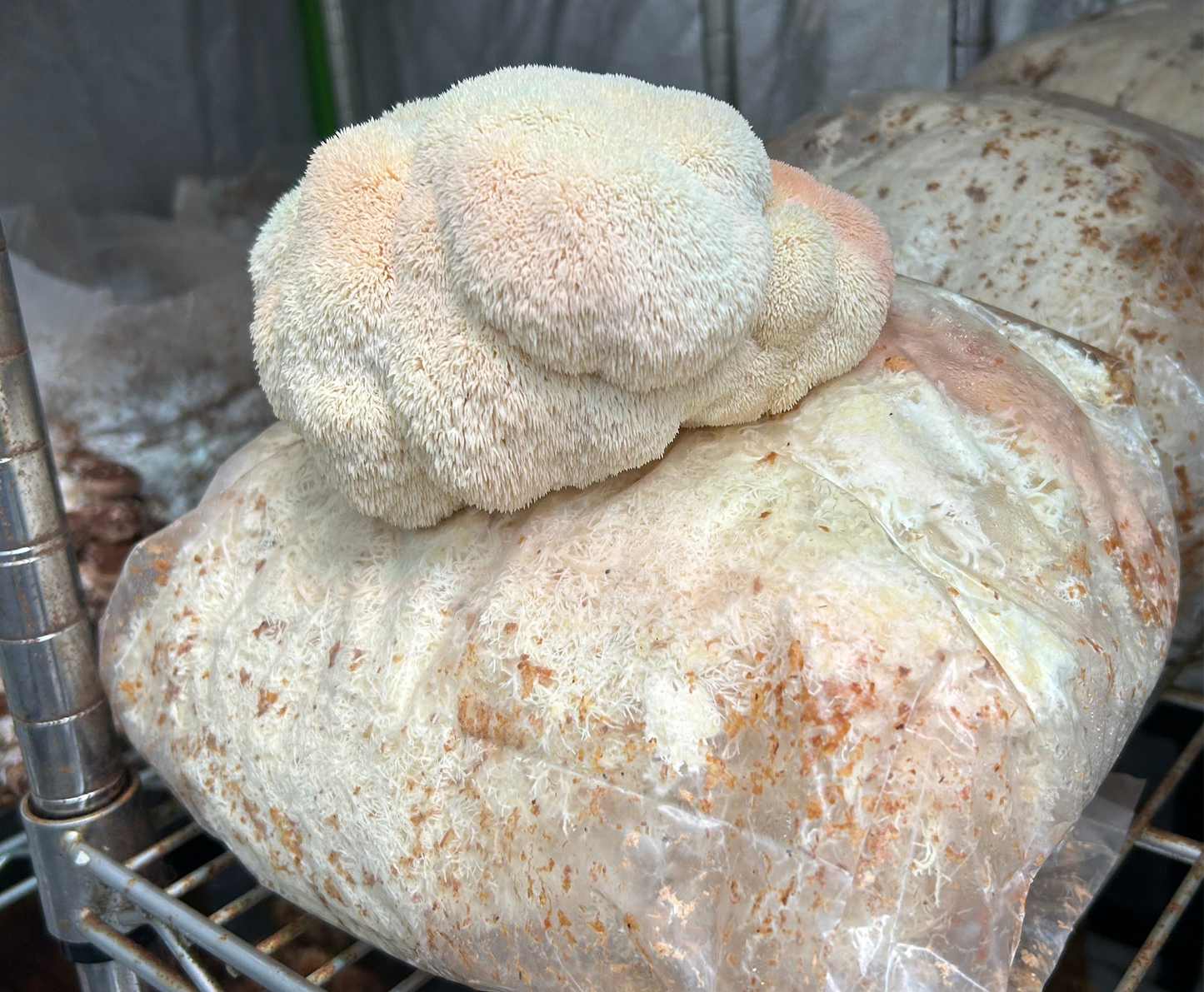 Fresh Lions Mane (1#)
