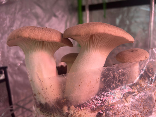 Fresh King Trumpet Mushrooms (1#)