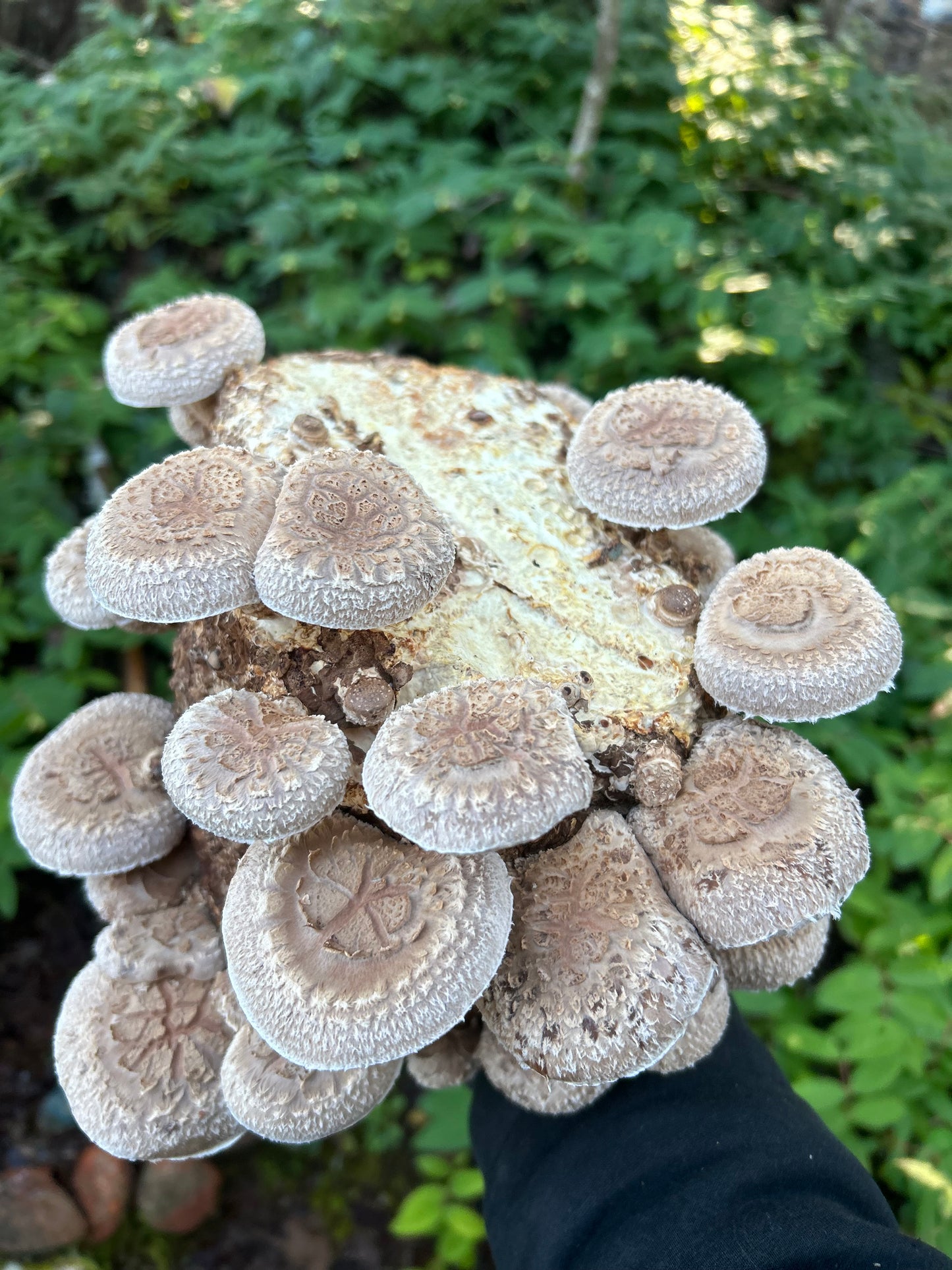 Fresh Shiitake Mushrooms