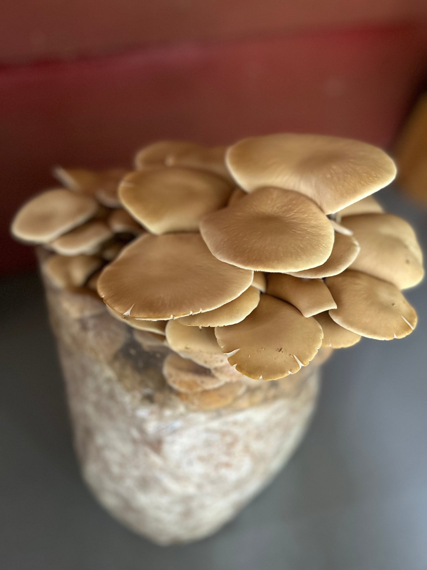 Fresh Pioppino Mushrooms