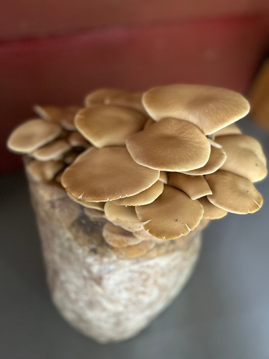 Fresh Pioppino Mushrooms