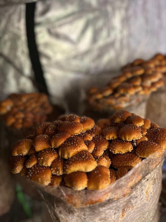 Fresh Chestnut Mushrooms (1#)