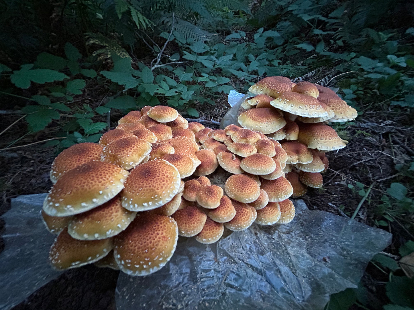 Ready To Fruit Easy Mushroom Grow Kit